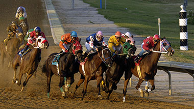 What type of horses are race horses What type of horses are race horses